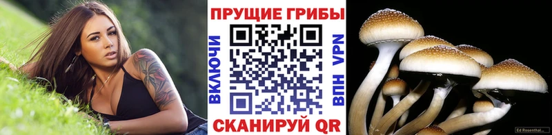 где продают   сайты даркнета телеграм  Галлюциногенные грибы мицелий  Похвистнево 